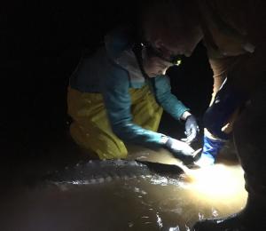 Jessie Lilly attaches a tag to an Atlantic Sturgeon at night